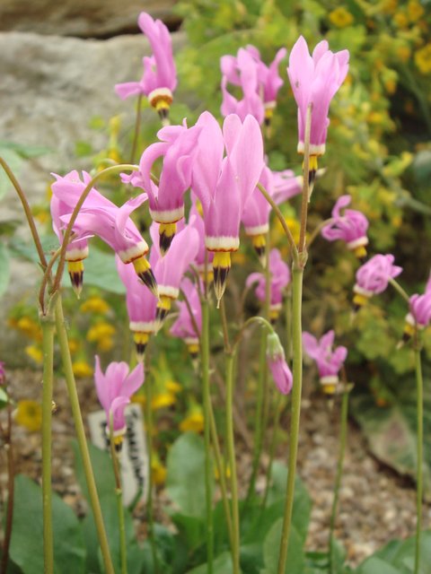 Dodecatheon pauciflorum